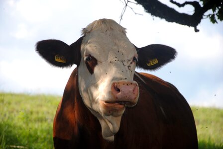 Alm cows pasture