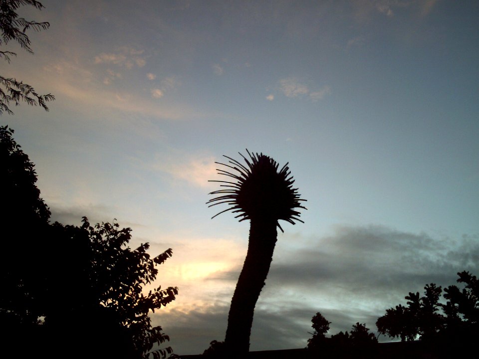 Datiles en San Juan 2
