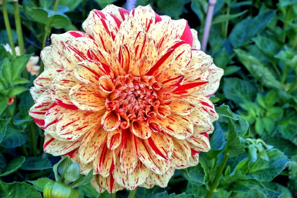 Flower garden flowers flower