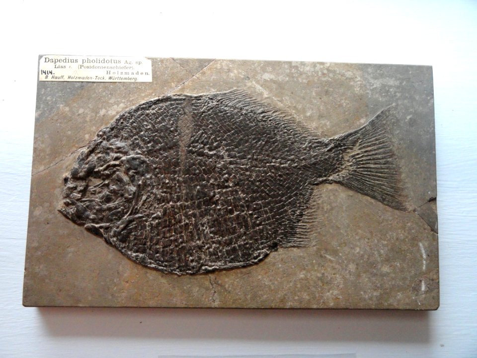 Dapedius pholidotus - Fossils in the Arppeanum - DSC05530