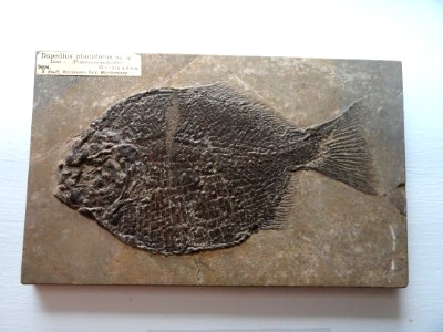Dapedius pholidotus - Fossils in the Arppeanum - DSC05530