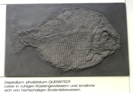 Dapedium pholidotum - Naturmuseum Senckenberg - DSC02209