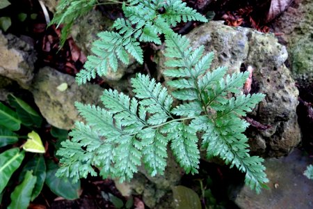 Davallia mariesii - Brooklyn Botanic Garden - Brooklyn, NY - DSC08142