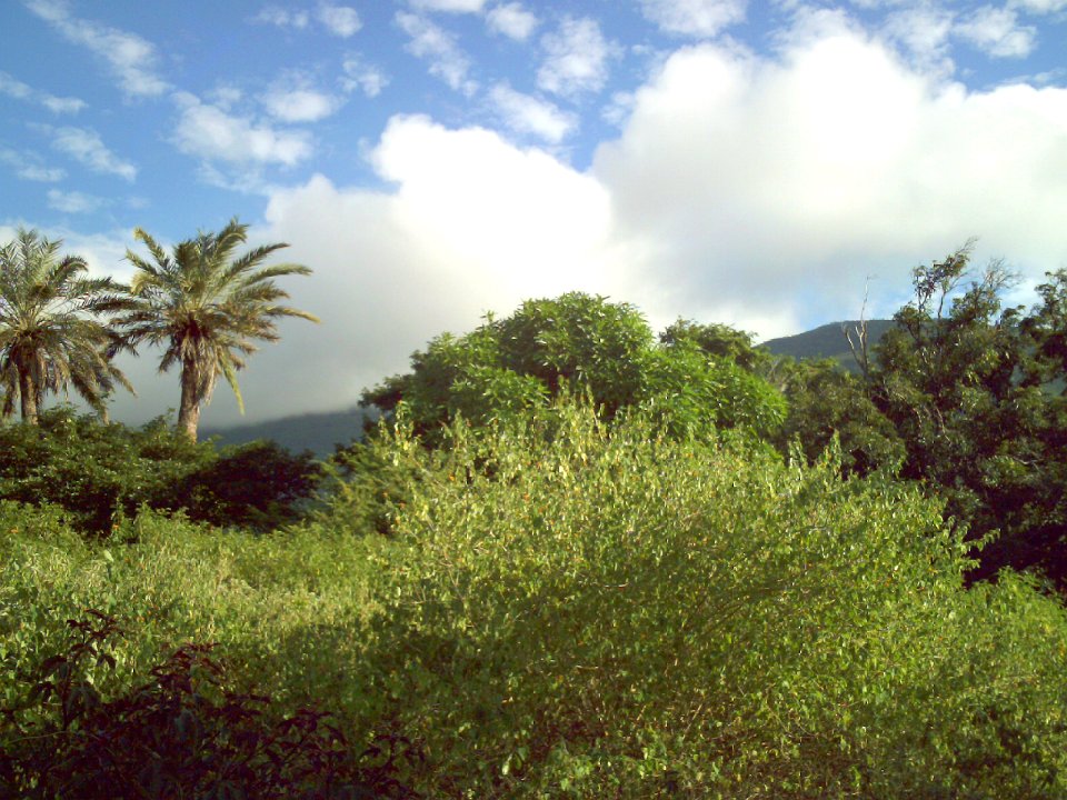 Datiles en San Juan Cerro Copey