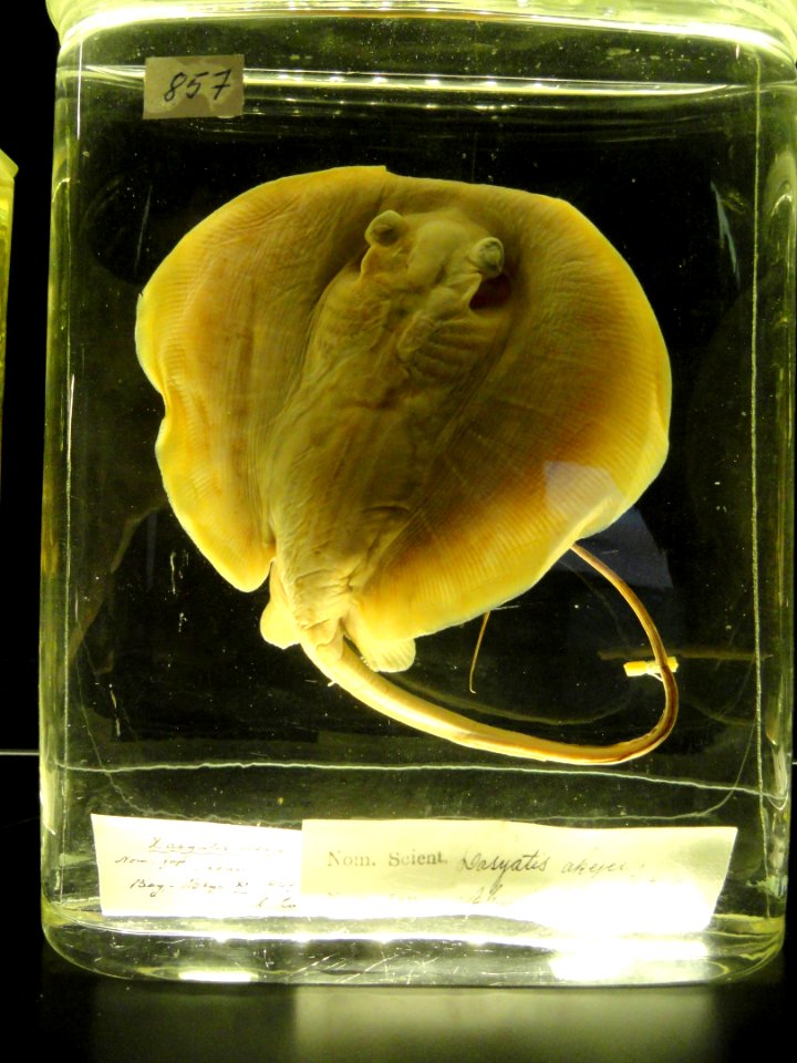 Dasyatis akajei - Finnish Museum of Natural History - DSC04672