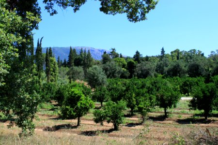 Dassia tangerine gardens