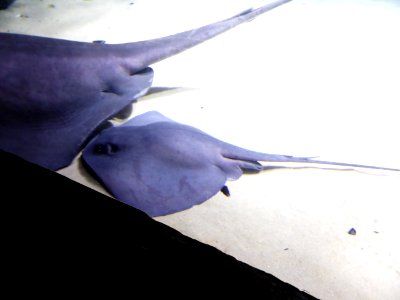 Dasyatis-violacea-1