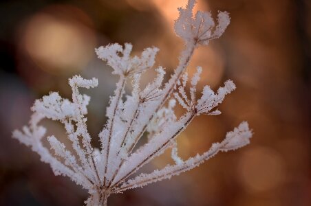 Frozen winter snow