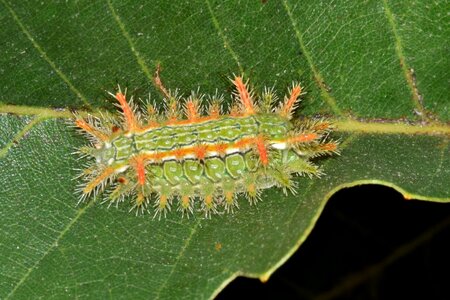 Larva stinging caterpillar spiny