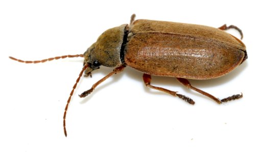 Dascillus-cervinus-14-fws