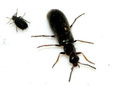 Dasytes-virens-02-fws