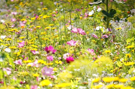 Summer wildflowers summer meadow photo