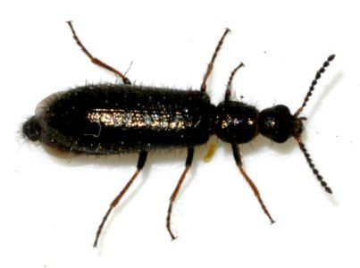 Dasytes-virens-08-fws