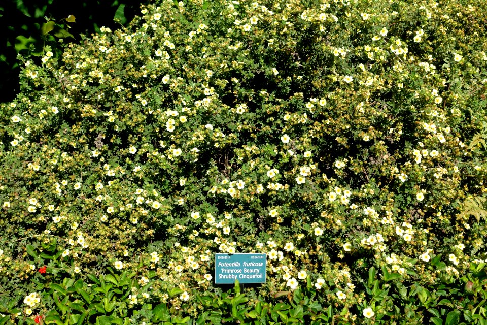 Dasiphora fruticosa( Potentilla fruticosa) 'Primrose Beauty' - Coastal Maine Botanical Gardens - DSC03242