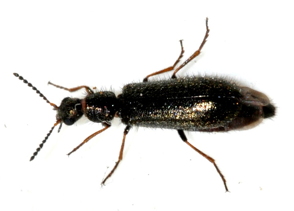 Dasytes-virens-04-fws