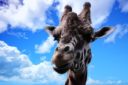 Nature wild mammal