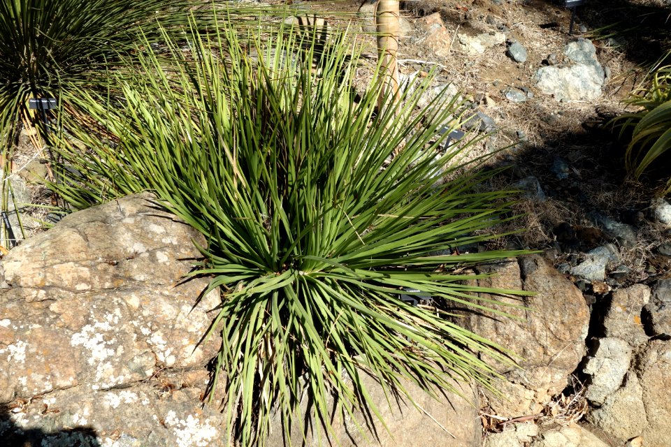 Dasylirion longissimum - Leaning Pine Arboretum - DSC05570