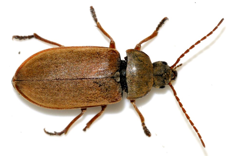 Dascillus-cervinus-15-fws