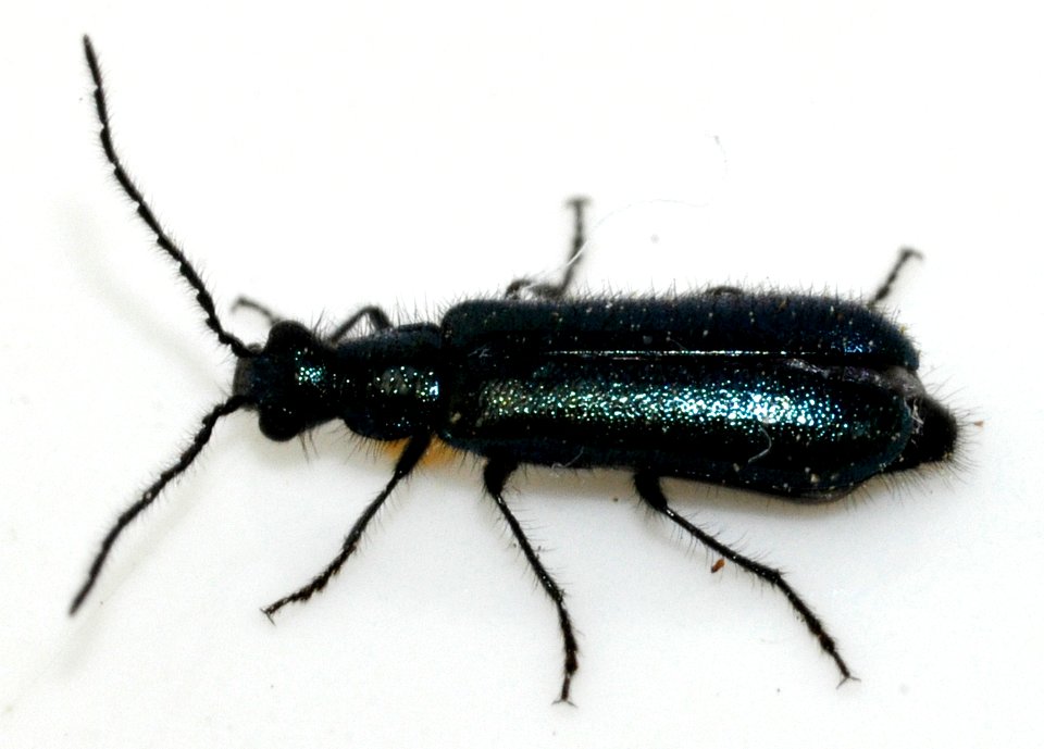 Dasytes-cyaneus-10-fws