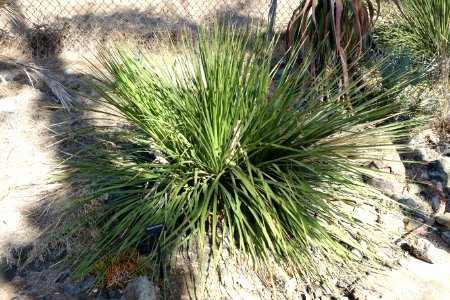 Dasylirion wheeleri - Leaning Pine Arboretum - DSC05560