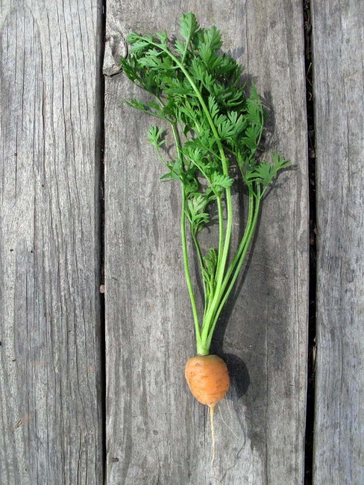 Daucus carota variety Romeo