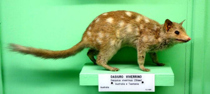Dasyurus viverrinus - Museo Civico di Storia Naturale Giacomo Doria - Genoa, Italy - DSC02997