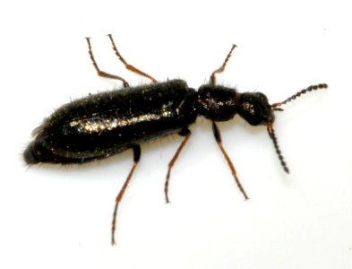 Dasytes-virens-06-fws