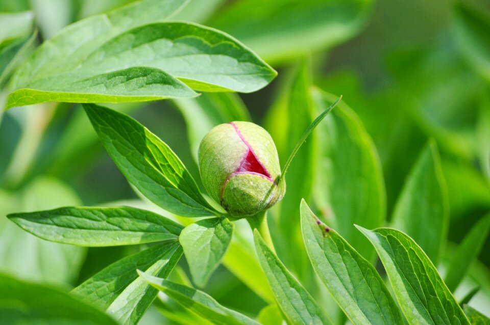 Peony bud flower garden red