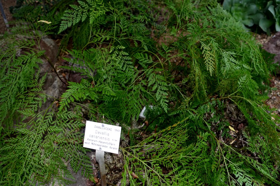 Davallia canariensis - Botanischer Garten - Heidelberg, Germany - DSC01338