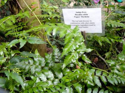 Davallia solida - Guam Zoological, Botanical and Marine Garden - DSC01091