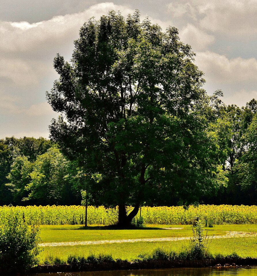 Trees summer sun photo