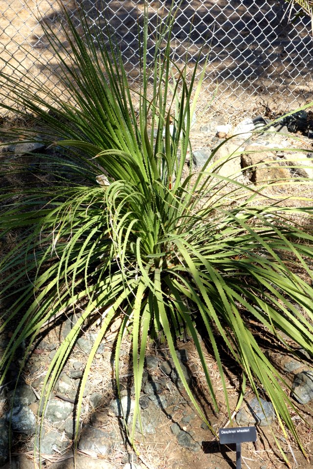 Dasylirion wheeleri - Leaning Pine Arboretum - DSC05575