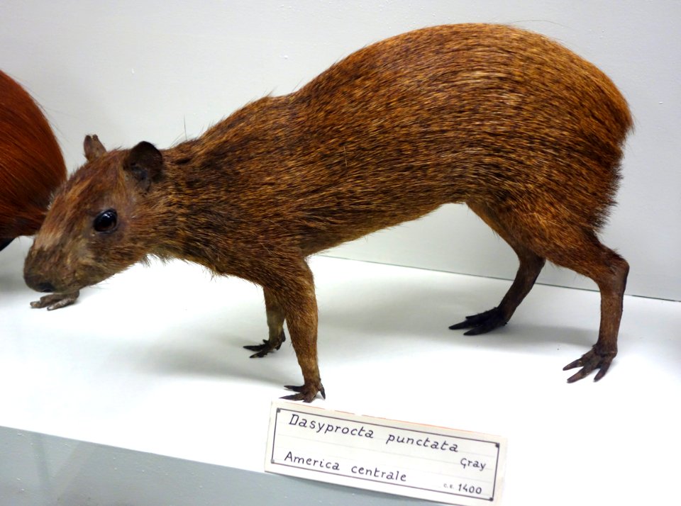 Dasyprocta punctata - Museo Civico di Storia Naturale Giacomo Doria - Genoa, Italy - DSC02870