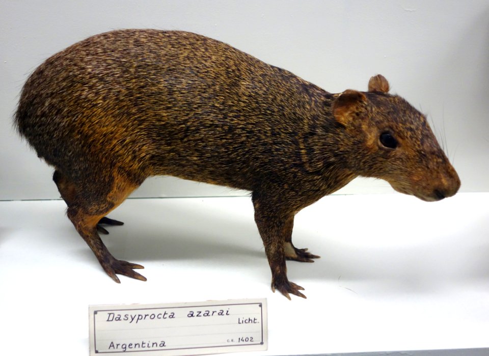 Dasyprocta azarae - Museo Civico di Storia Naturale Giacomo Doria - Genoa, Italy - DSC02866