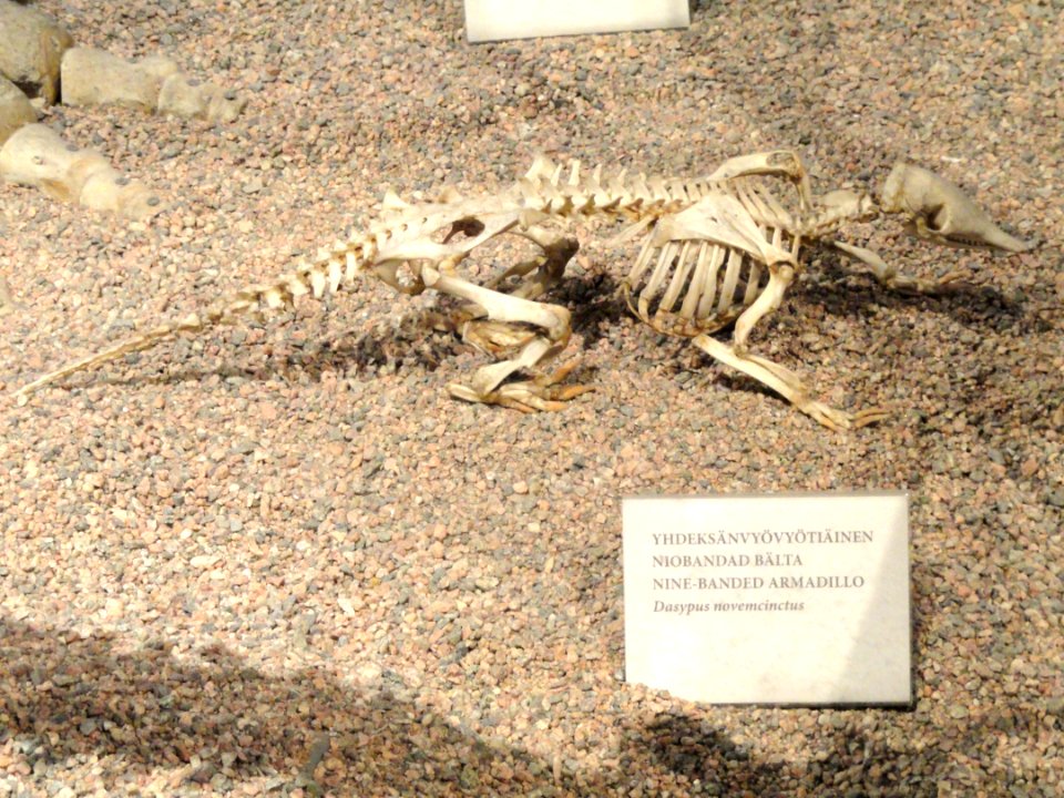Dasypus novemcinctus skeleton - Finnish Museum of Natural History - DSC04517