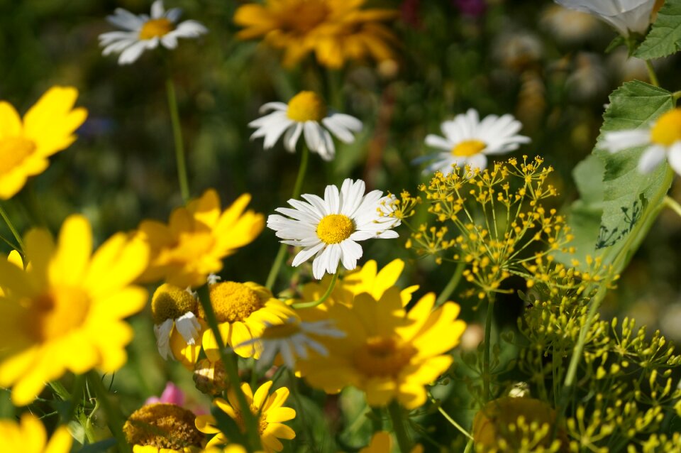 Summer wildflowers summer meadow