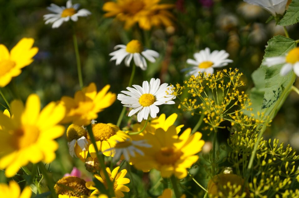 Summer wildflowers summer meadow photo