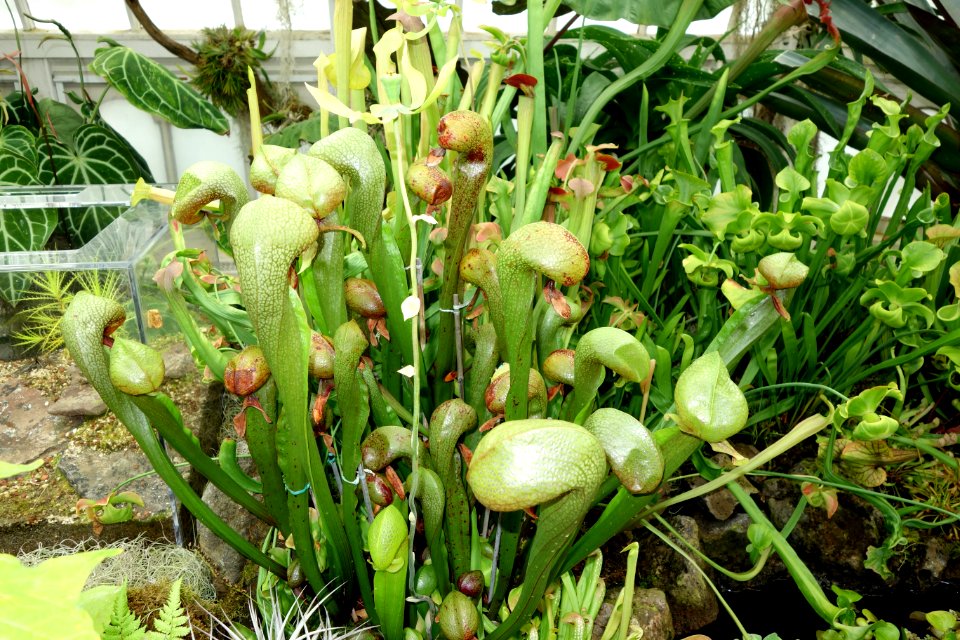 Darlingtonia californica - Conservatory of Flowers - San Francisco, CA - DSC03166
