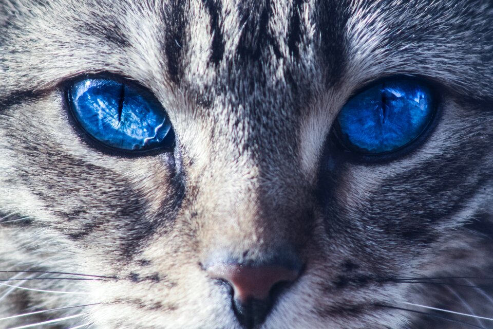 Animal kitten domestic