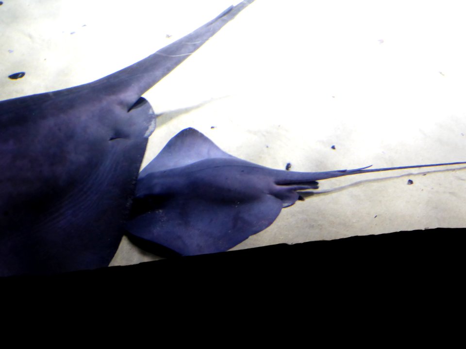 Dasyatis-violacea-3