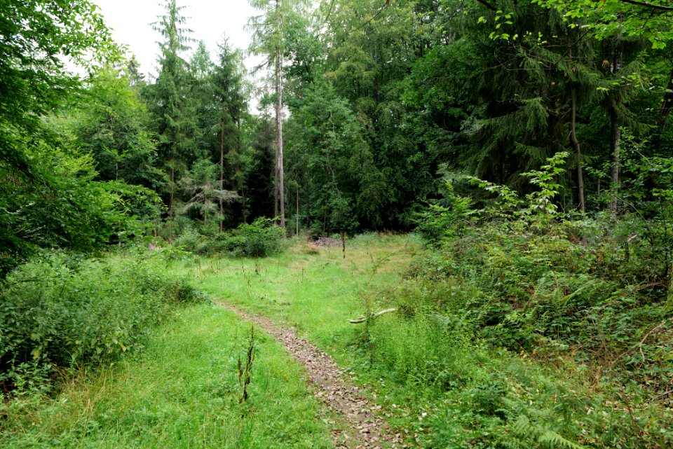 Dannenrod Forest 2020-08-21 26