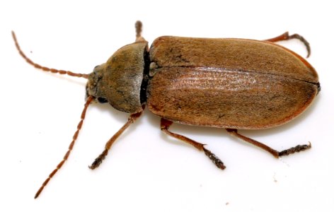 Dascillus-cervinus-13-fws