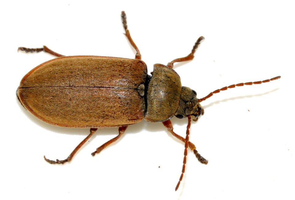 Dascillus-cervinus-18-fws
