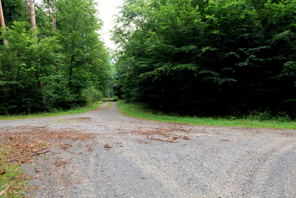 Dannenrod Forest 2020-08-21 16