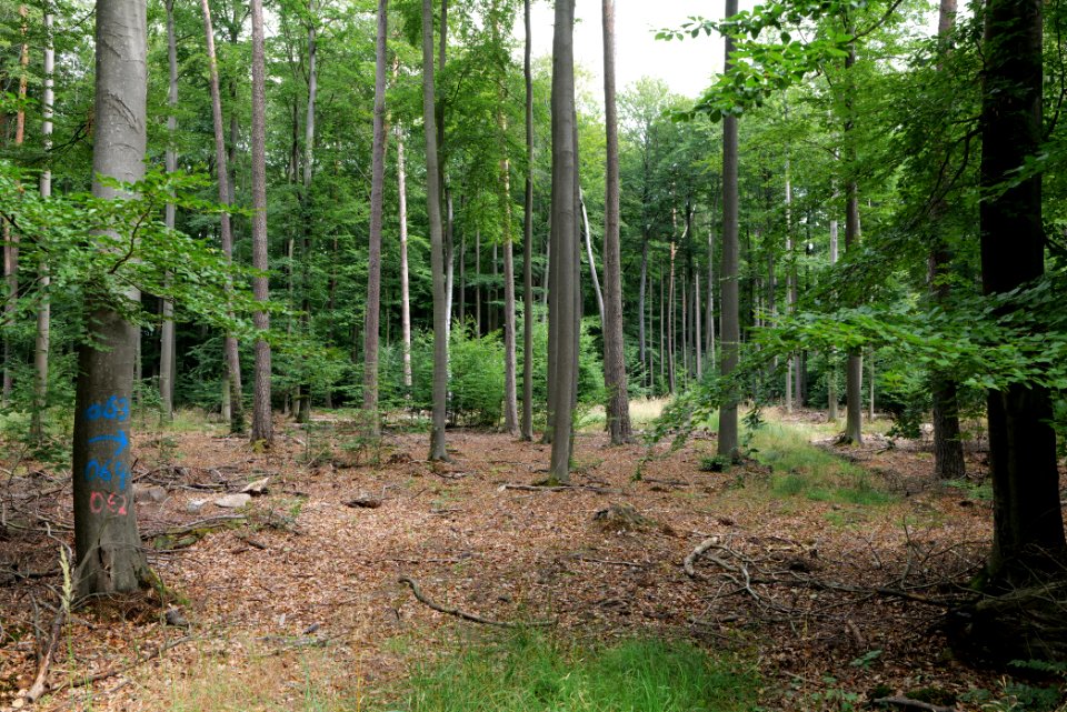 Dannenrod Forest 2020-08-21 56