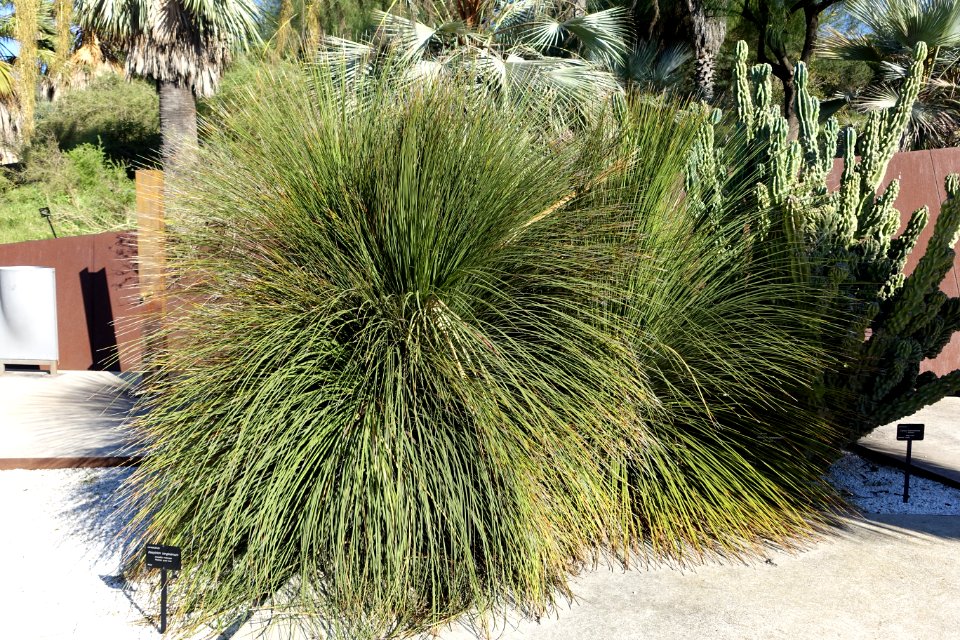 Dasylirion longissimum - Jardín Botánico de Barcelona - Barcelona, Spain - DSC09334