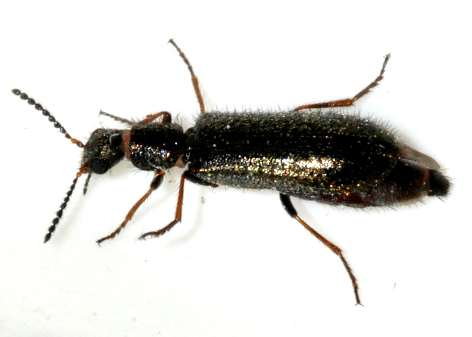 Dasytes-virens-01-fws