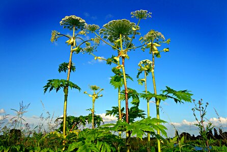 Wildflower poisonous toxic