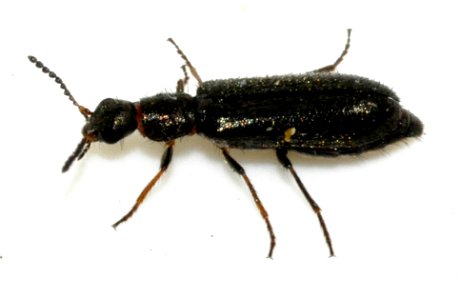 Dasytes-virens-09-fws