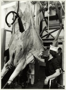 Dankzij de modernisering van het slachthuis levert het onthuiden geen tijdverlies meer op. NL-HlmNHA 54010010
